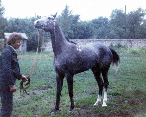 broodmare Smekalka 1980 ox (Arabian purebred, 1980, from Moment 1969 ox)