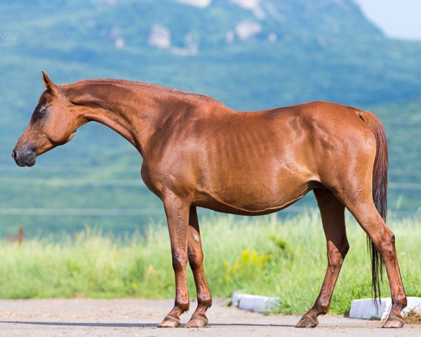 broodmare Sakura 2002 ox (Arabian purebred, 2002, from Karat 1993 ox)