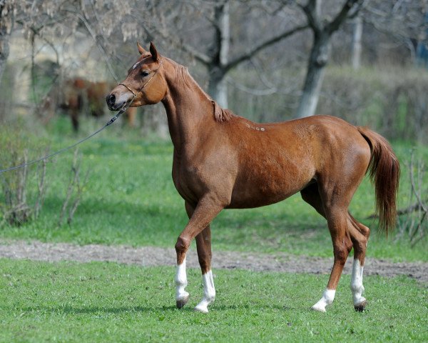 broodmare Prozerpina 2008 ox (Arabian purebred, 2008, from Pobeditel 1998 ox)