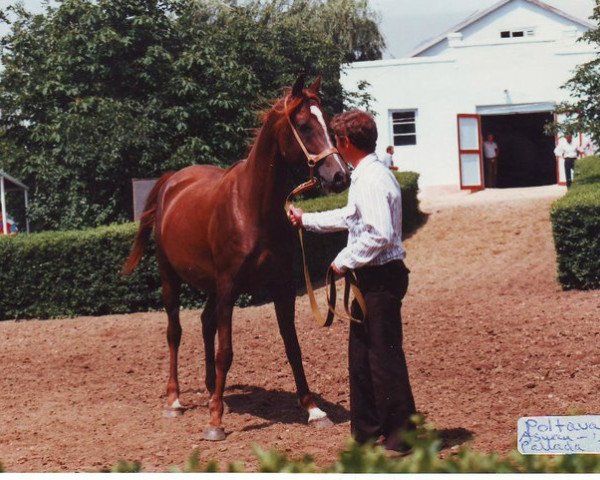 broodmare Poltava 1979 ox (Arabian purebred, 1979, from Aswan 1958 EAO)