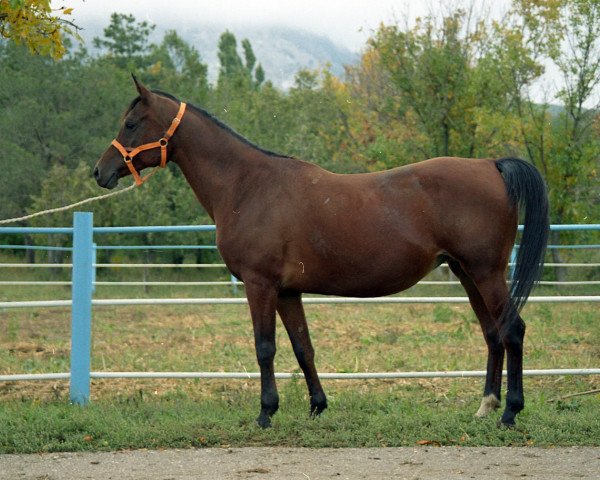broodmare Purga 1988 ox (Arabian purebred, 1988, from Gwizd 1981 ox)