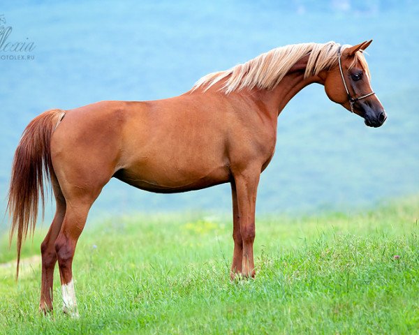 broodmare Pa-de-de 2007 ox (Arabian purebred, 2007, from WH Justice ox)