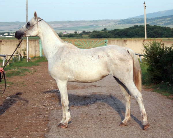 Zuchtstute Pobeditelnica 2000 ox (Vollblutaraber, 2000, von Balaton 1982 ox)