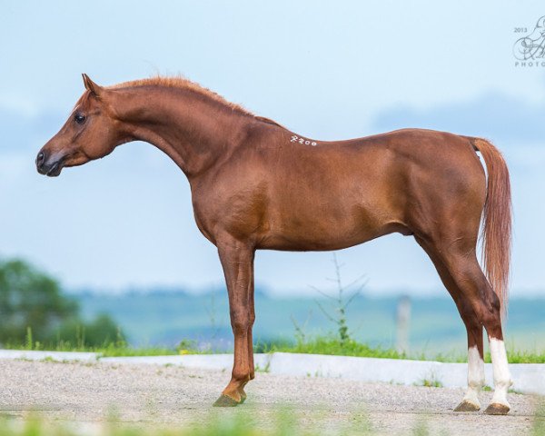 stallion Paparazzi 2008 ox (Arabian purebred, 2008, from Piligrim 1991 ox)