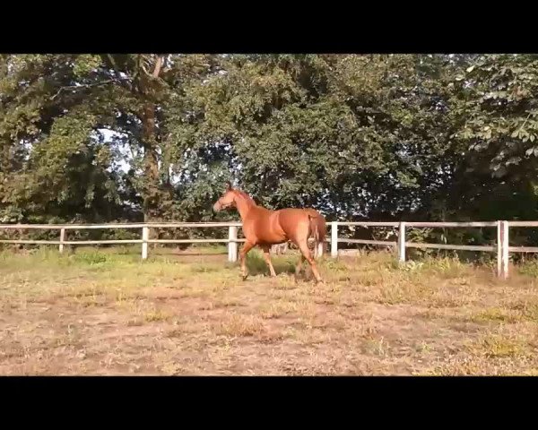Video of Wahalla
