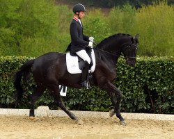 dressage horse Demino (Hanoverian, 2008, from Danone II)