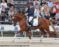 stallion Tackmann's Donut (German Riding Pony, 2009, from Denver 184)