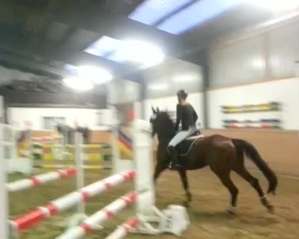 Video of Farina 986