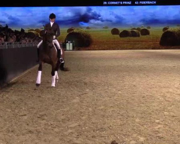 Hengstschau Equitana 2015