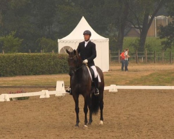 dressage horse Hotshot 2 (Hanoverian, 2008, from Hotline)