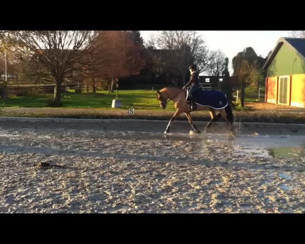 Video of Desperados