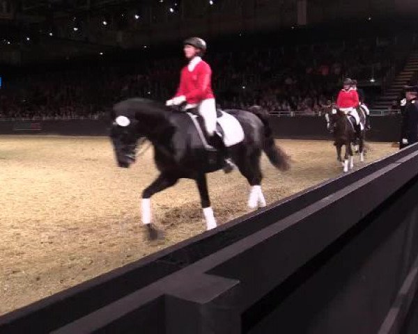 Hengstschau Equitana 2015