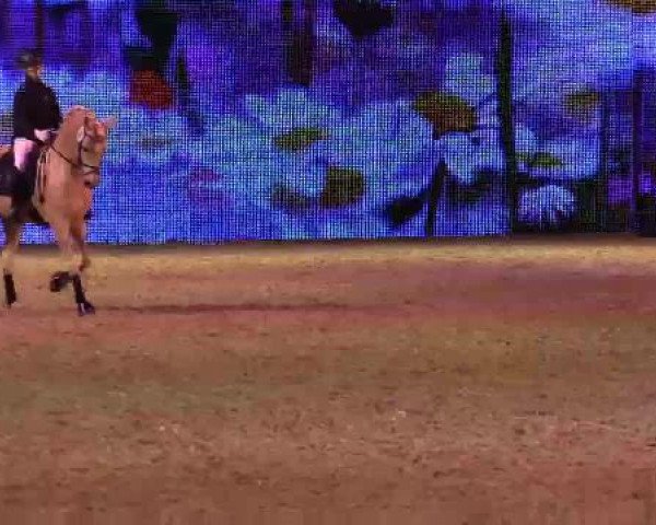 Hengstschau Equitana 2015