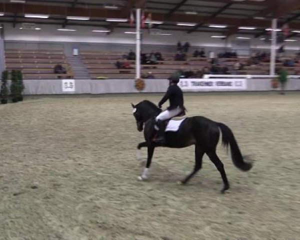 Trakehner Sattelkörung 2015
Unterm Sattel

