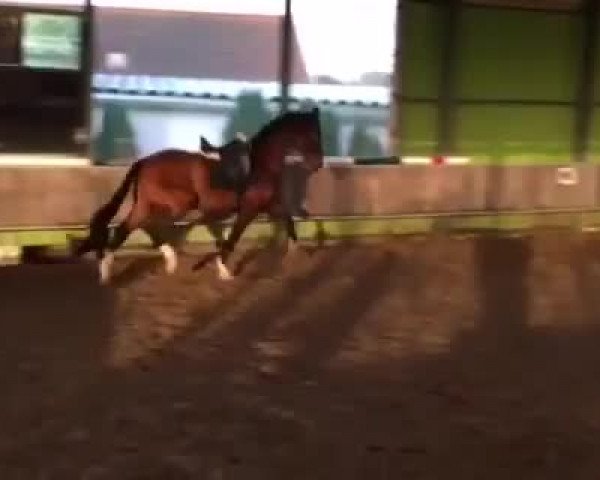 Video of Blaze of fame