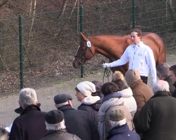 Trakehner Sattelkörung 2015
Pflaster
