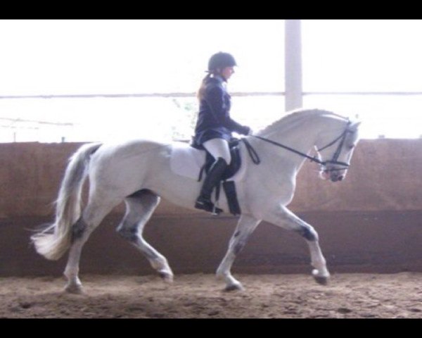 horse Antares Vivendi (Westphalian, 1999, from Ars Vivendi)