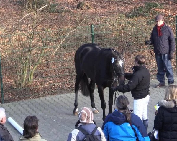 Trakehner Sattelkörung 2015
Pflaster
