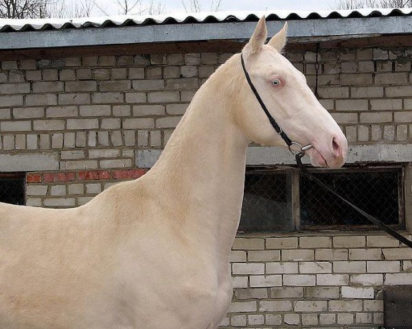 Pferd Habib (Achal Tekkiner, 2004, von Gayaz) - Habib - Shael Stud