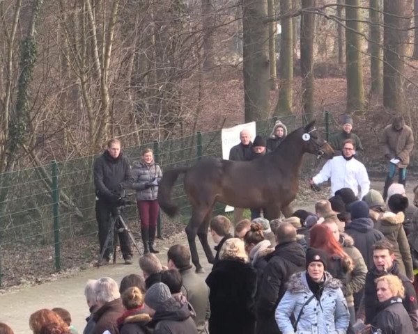 Trakehner Sattelkörung 2015
Pflaster