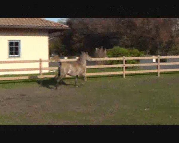 Video von Classic Touch Naji EAO