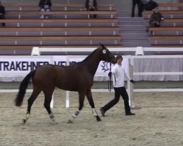 Trakehner Sattelkörung 2015
Freilaufen/Springen