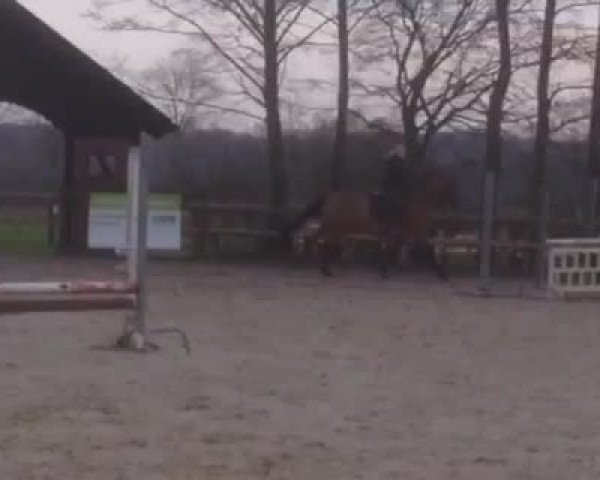 Video of Cinnamon Grey