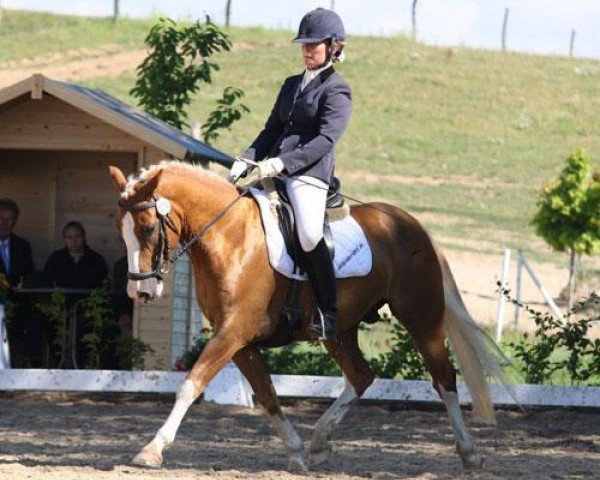 dressage horse Little Lover (German Riding Pony, 2008, from Little Big Man)