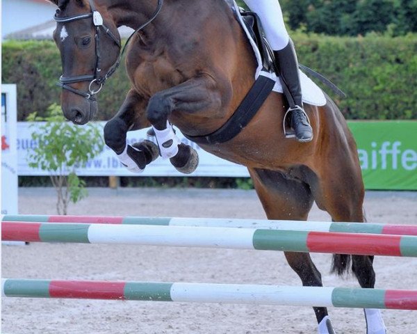 jumper Captain Hollywood (Polish Warmblood, 2005, from Cantanis)