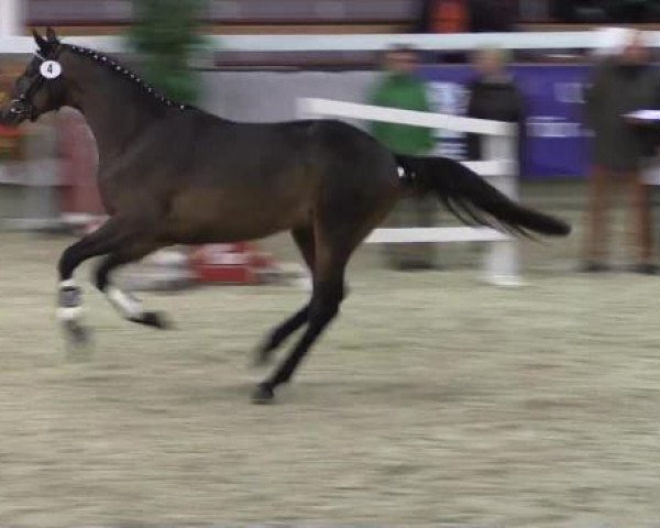 Trakehner Sattelkörung 2015
Freilaufen/Springen
