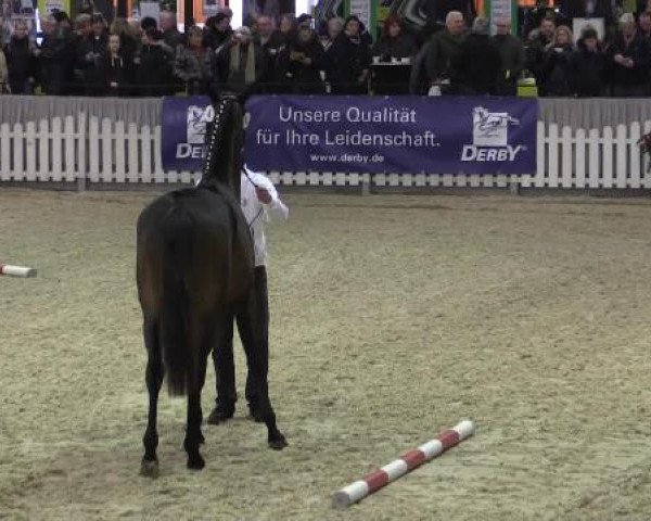 Trakehner Sattelkörung 2015
Dreiecksbahn Ring 2
