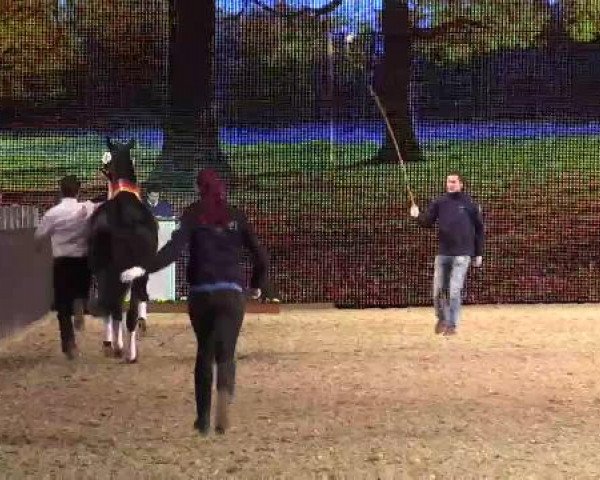 Hengstschau Equitana 2015