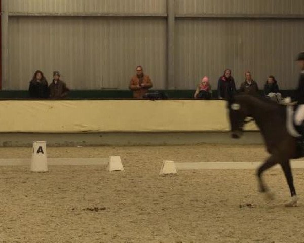 Video von Candy 689, Campino 430, Rock's Racoon