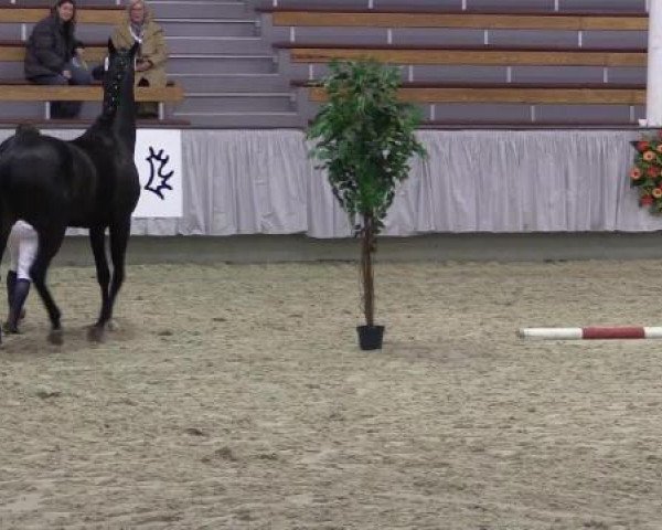 Trakehner Sattelkörung 2015
Dreiecksbahn Ring 1
