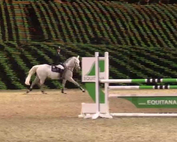 Hengstschau Equitana 2015
