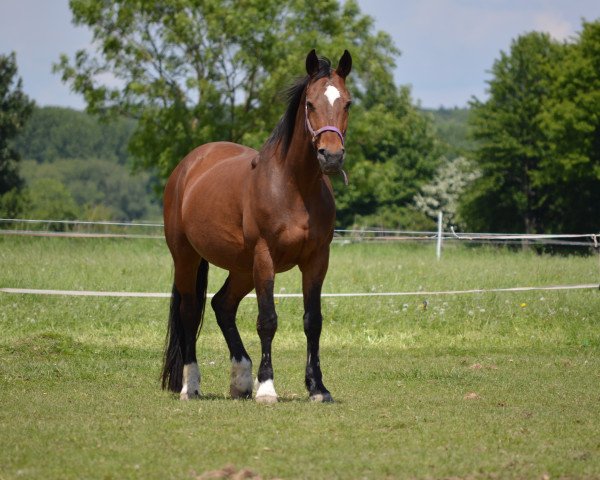 horse Lonja M (KWPN (Royal Dutch Sporthorse), 1993, from Wolfgang)