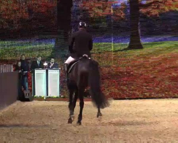 Hengstschau Equitana 2015