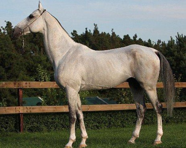 horse Lamus (Akhal-Teke, 2001, from Gayaz)