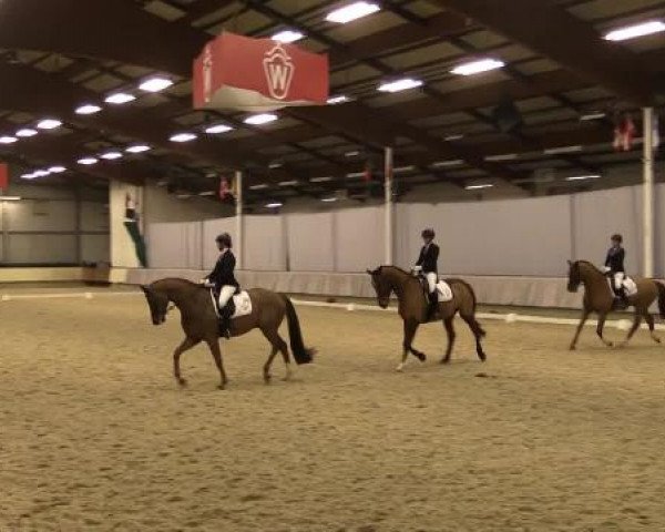 Video of Donar Ass, Cäpt'n Sharky, Rosi 377