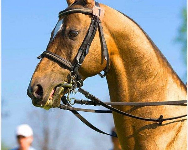 horse Murghi (Akhal-Teke, 2000, from Gayaz) horse Murghi (Akhal-Teke, 2000, from Gayaz)