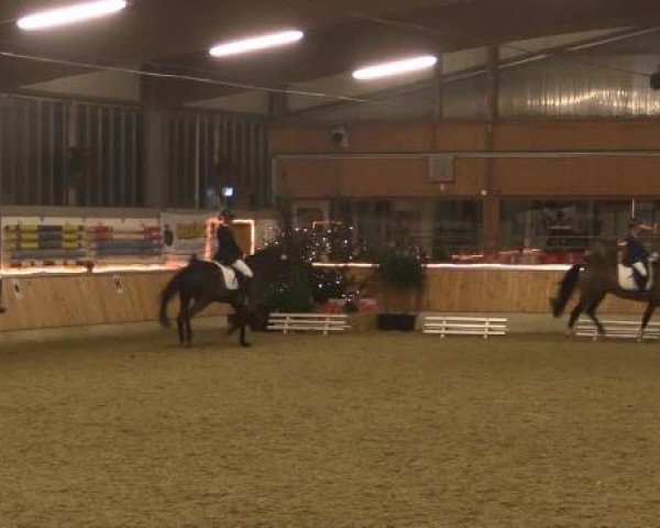 Video of Gimlay T, Lutzemann 2