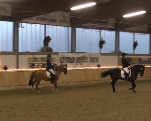 Video of Dandino A, Maifürst 3, California 77