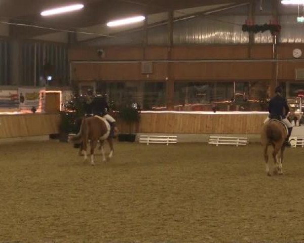 Video of Dandino A, Dakota 323