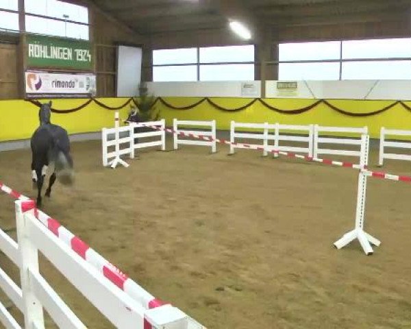 12. Süddeutsches Freispringchampionat in Ellwangen-Röhlingen, 30.11.2014, 2. Abteilung 4-jährige