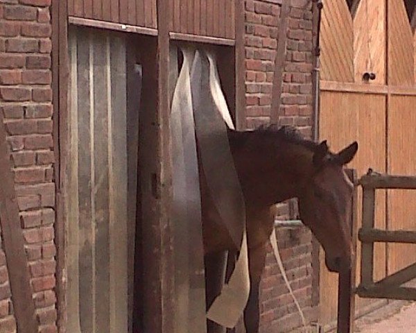 Dressurpferd Filares S (Westfale, 2007, von Filmstar II)