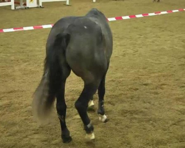 12. Süddeutsches Freispringchampionat in Ellwangen-Röhlingen, 30.11.2014, 2. Abteilung 4-jährige