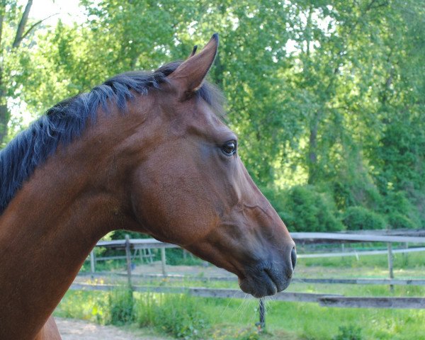 jumper Okerroos (KWPN (Royal Dutch Sporthorse), 1996, from Jetset-D 145 FIN)
