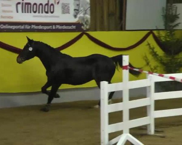 12. Süddeutsches Freispringchampionat in Ellwangen-Röhlingen, 30.11.2014, 2. Abteilung 4-jährige