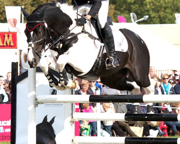horse Commander (Oldenburg, 2004, from Contango)