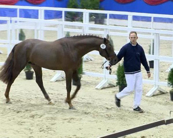 Video of Somersby 5, Vincent, Twilight 35, Moulon vd Burkelslag